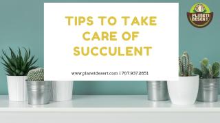 Tips to Take Care of Succulent.pdf