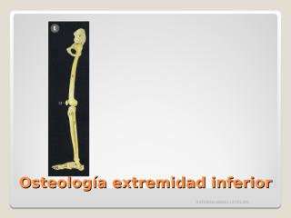 Osteología extremidad inferior.ppt